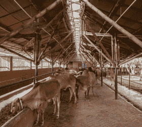 गाय